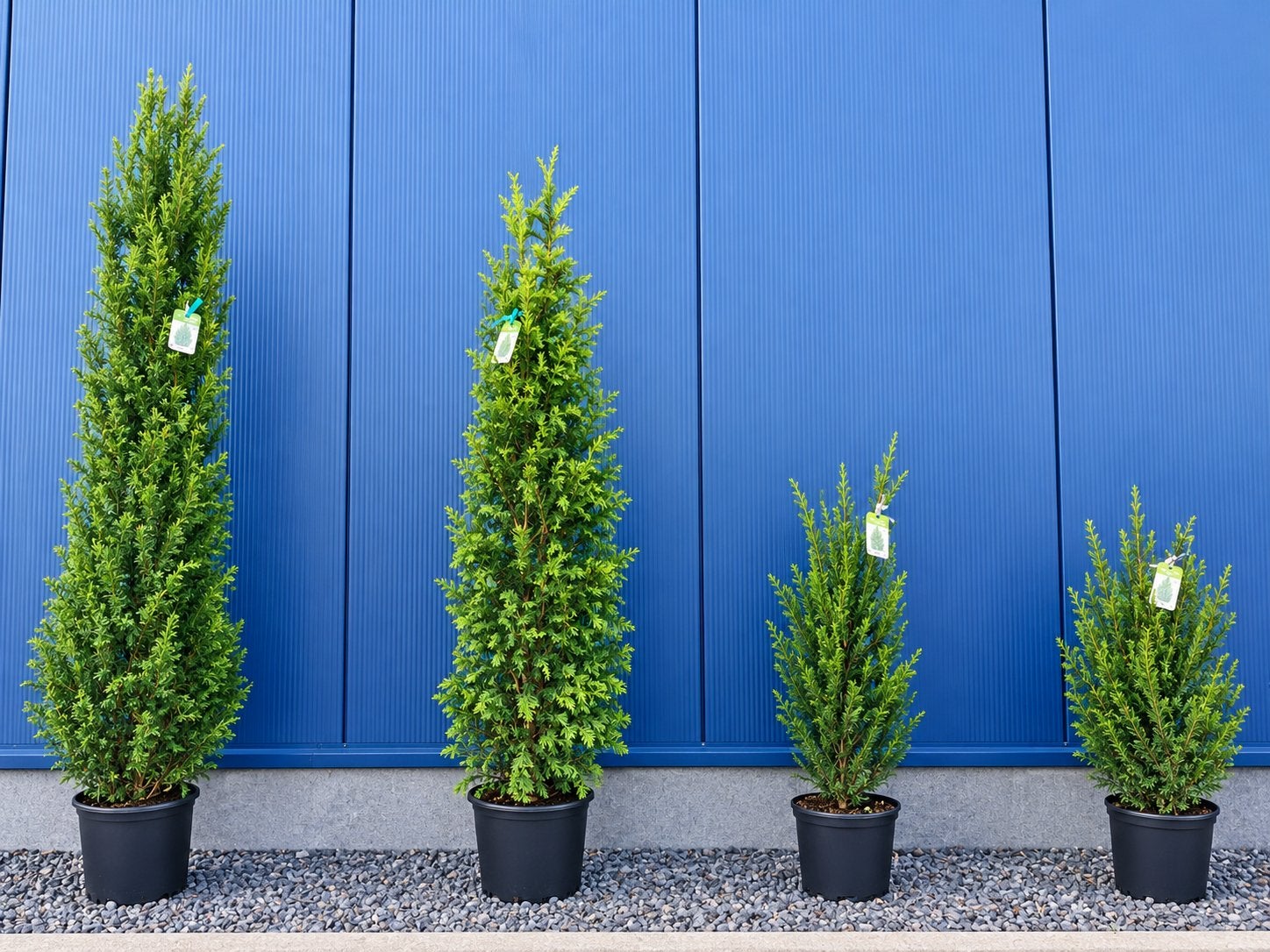 Taxus Baccata - Diverse Maten Beschikbaar, Overige soorten, Vaste plant, Ophalen of Verzenden, Bloeit niet