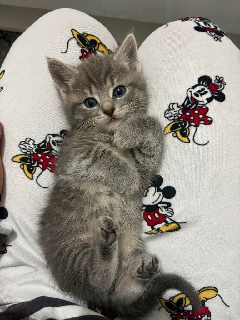 6 Bitsekorthaar kittens te koop, Dieren en Toebehoren, Katten en Kittens | Overige Katten, Meerdere dieren, Kortharig, 0 tot 2 jaar