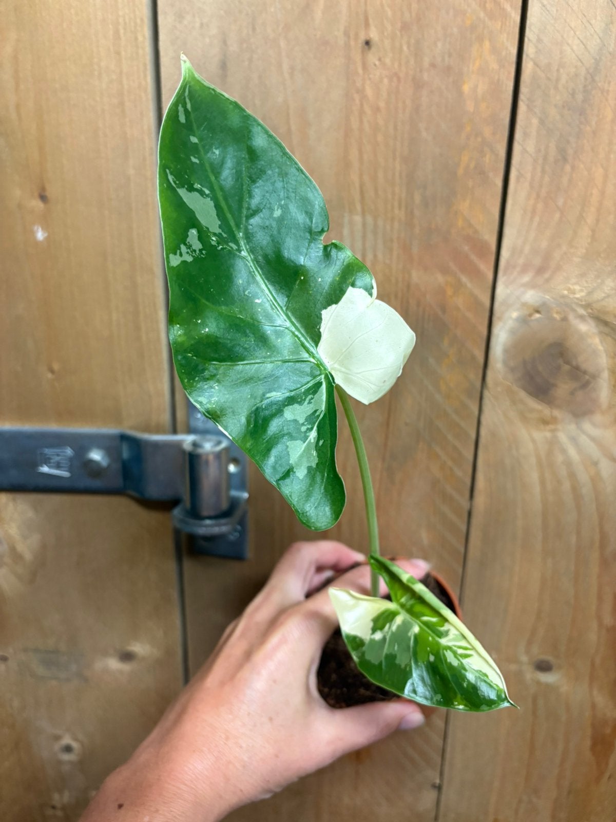 Alocasia macrorrhiza plant variegata albo white wit marble, Huis en Inrichting, Kamerplanten, Ophalen of Verzenden, Halfschaduw
