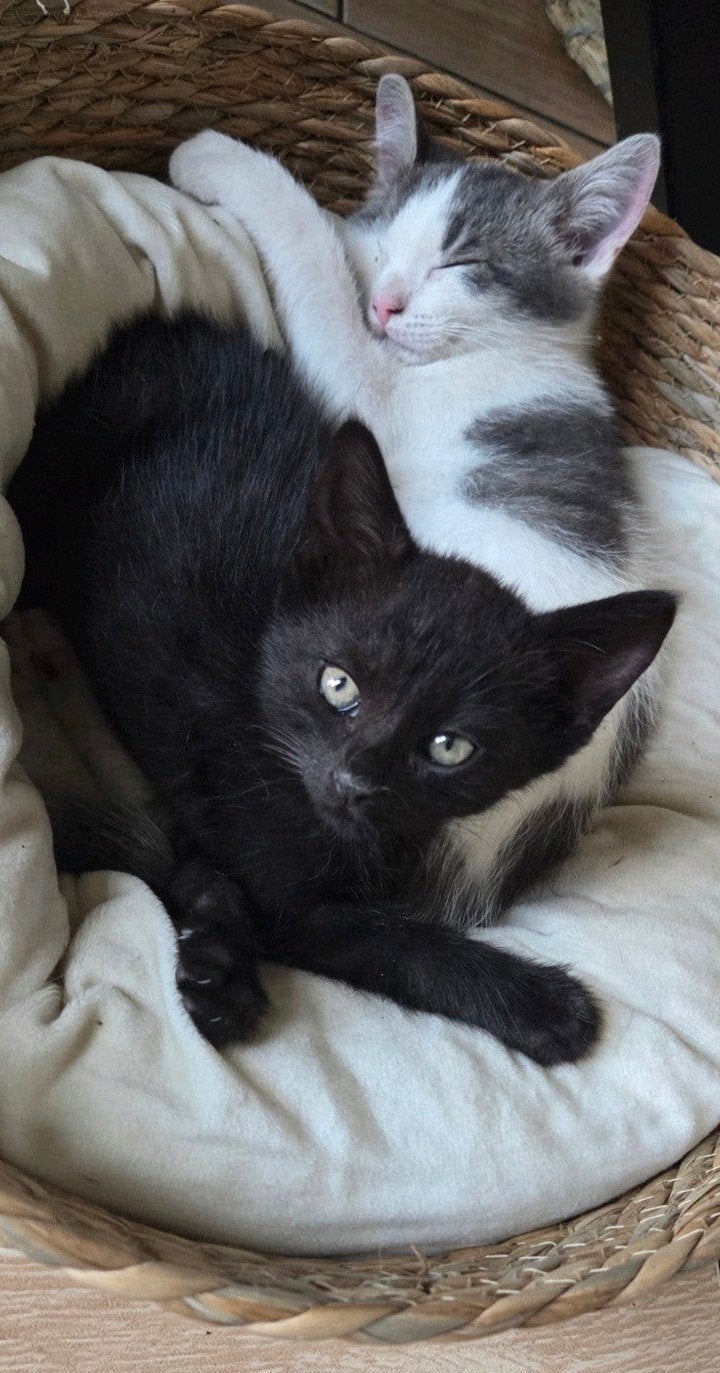1 kitten  beschikbaar mag direct mee, Dieren en Toebehoren, Katten en Kittens | Overige Katten, Meerdere dieren, Kortharig, 0 tot 2 jaar