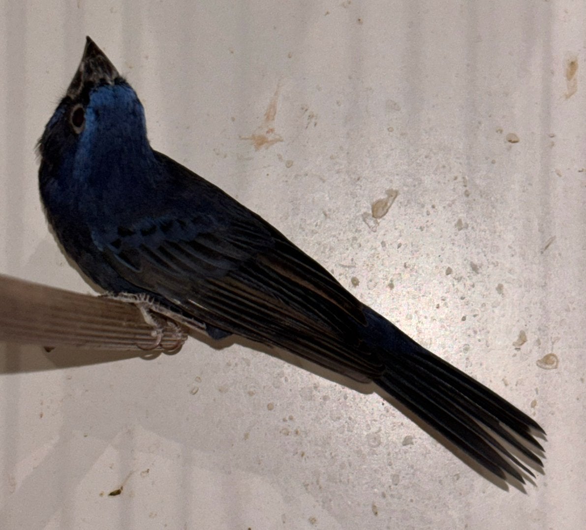 Blauwe bisschop, Mannelijk, Geringd