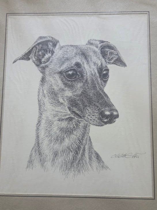 Originele pentekening van een windhond, gesigneerd, Ophalen of Verzenden, Tekening, Pentekening, Gesigneerd