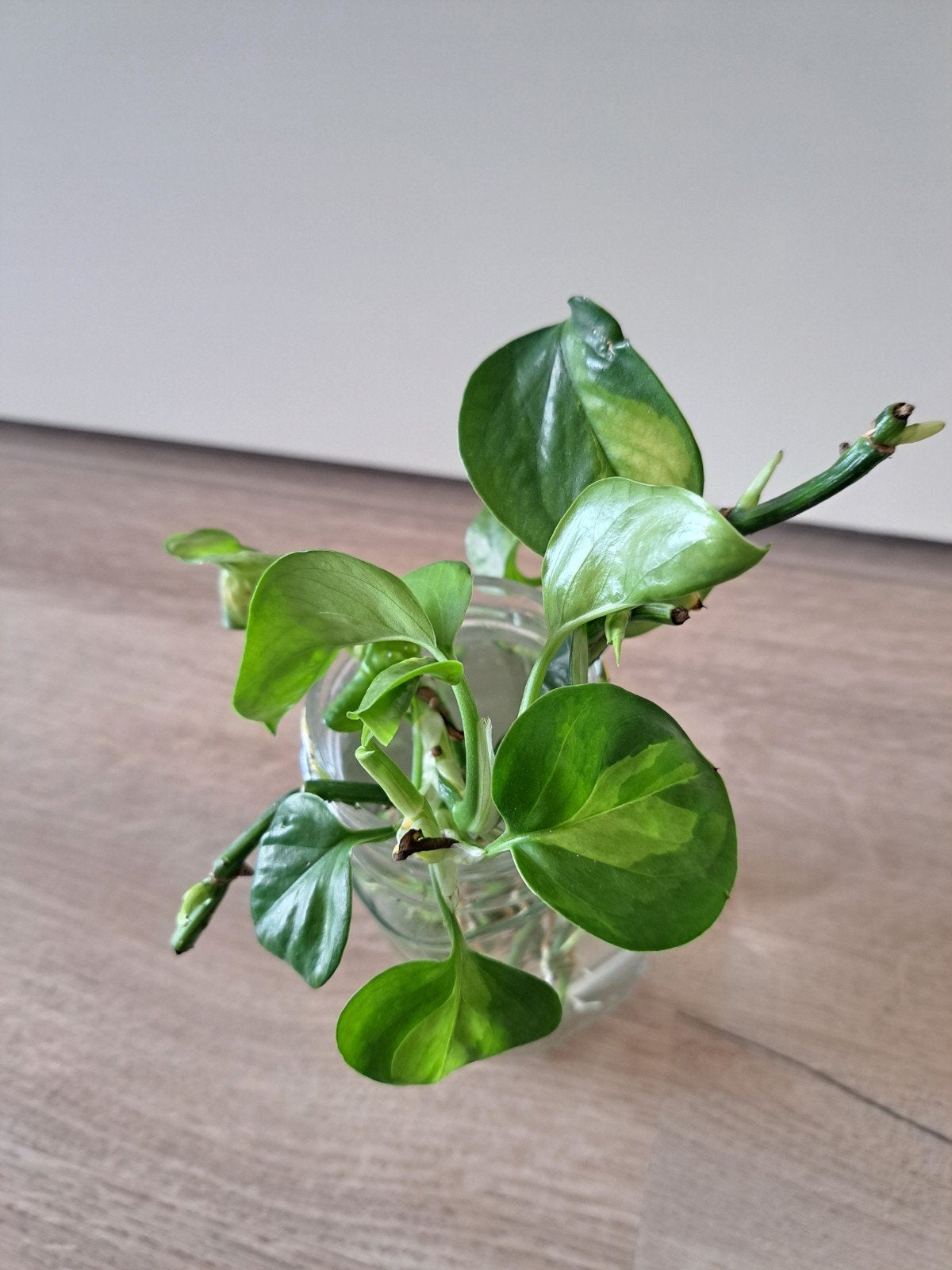 Scindapsus Epipremnum Global green stekken op water, Huis en Inrichting, Kamerplanten, Ophalen, Overige soorten, Halfschaduw, Minder dan 100 cm