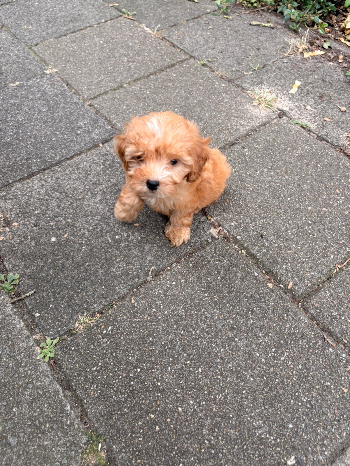 Maltipoo Pups X Toy poedel nog 2 beschikbaar 🐶, Dieren en Toebehoren, Honden | Niet-rashonden, 8 tot 15 weken, Parvo, Meerdere