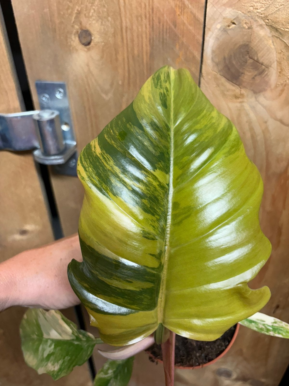 Philodendron caramel marble plant variegata pink gold aurea, Huis en Inrichting, Kamerplanten, Ophalen of Verzenden, Halfschaduw