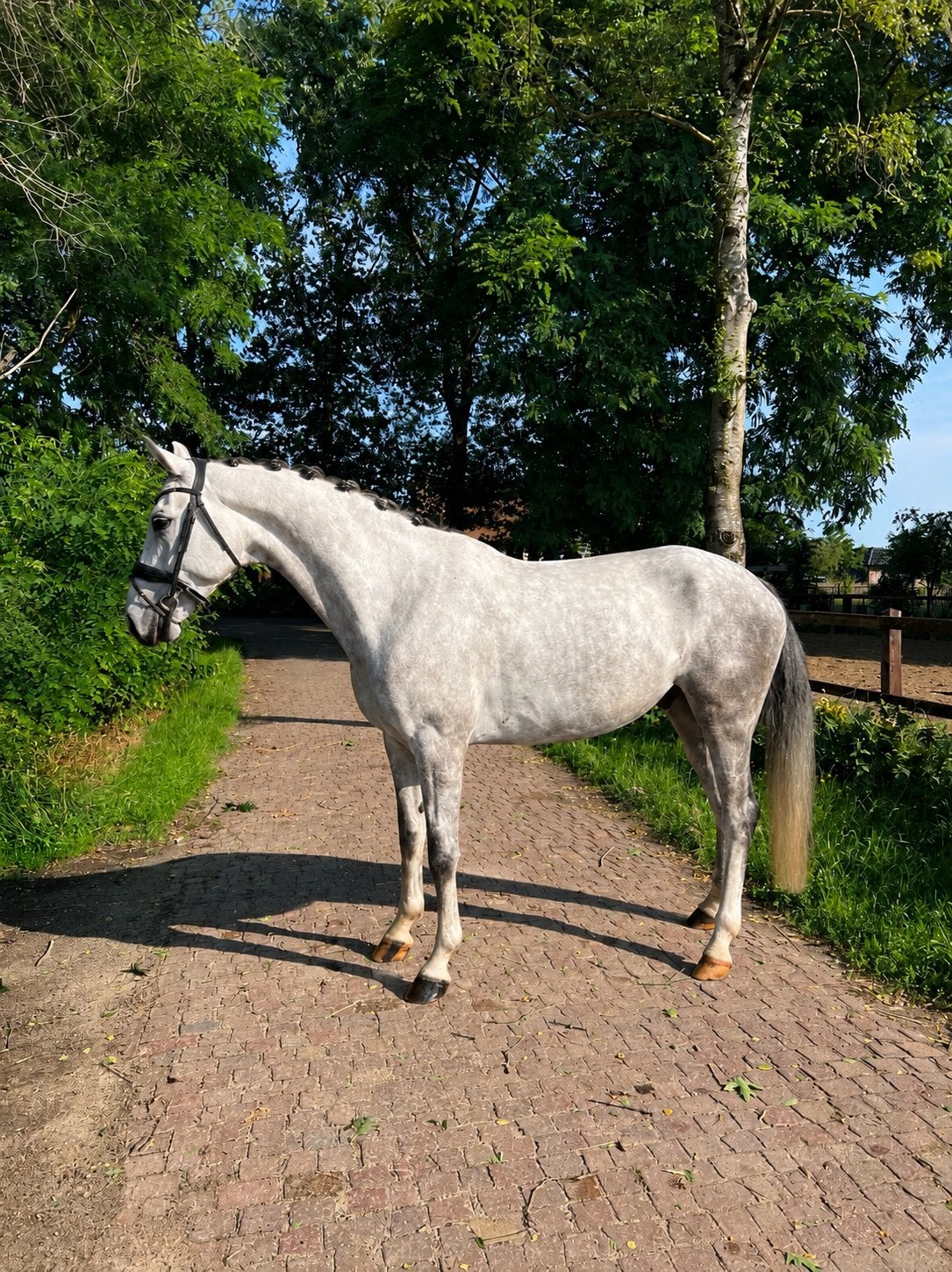 Fijne dressuur ruin, Met stamboom, Ruin, Dressuurpaard, L