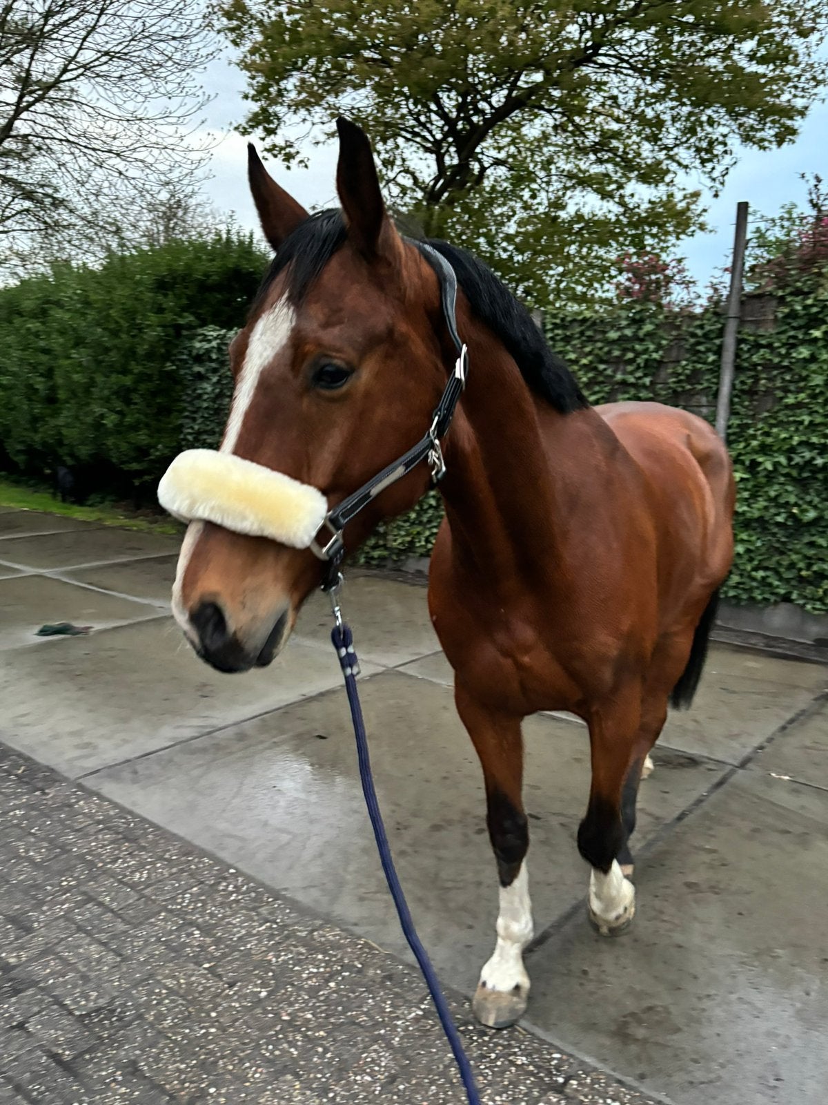 Lieve allround ruin, Dieren en Toebehoren, Paarden, Springpaard, Met stamboom, Ruin, L