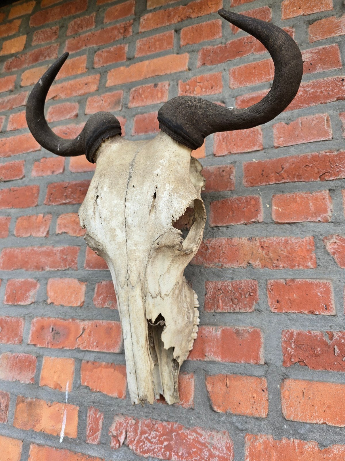 Schedel gnoe, lion kill, geen trofee, Ophalen of Verzenden, Schedel