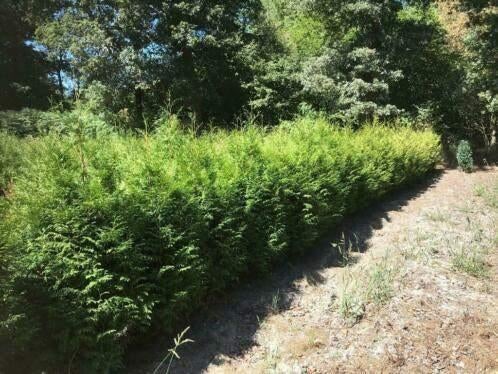 Thuja 'Brabant', Ophalen, Conifeer, Haag, 100 tot 250 cm