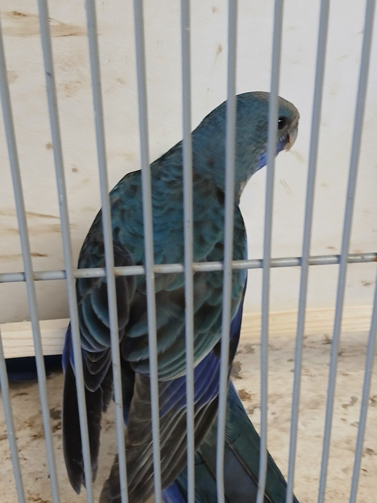 te koop  jonge pennanten blauwe, Vrouwelijk, Parkiet