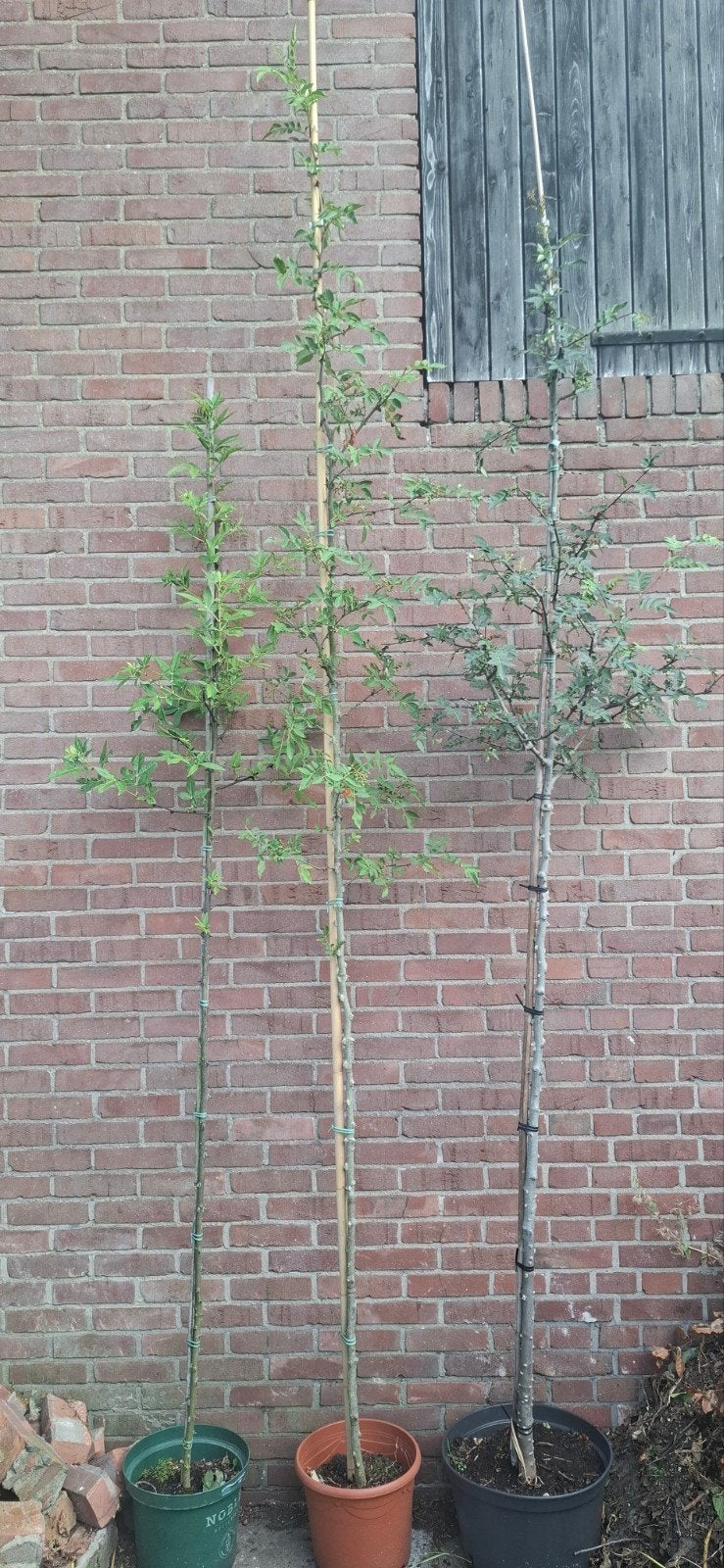 Zanthoxylum, kiespijnboom, Szechuanpeper, div. soorten, Ophalen, Lente