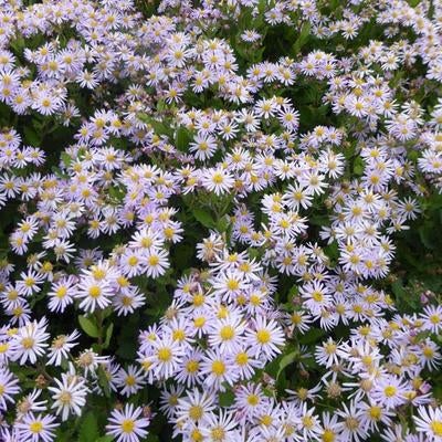12 aster ageratoides 'Asran', herfstaster, p9 pot, Ophalen, Herfst, Vaste plant, Overige soorten