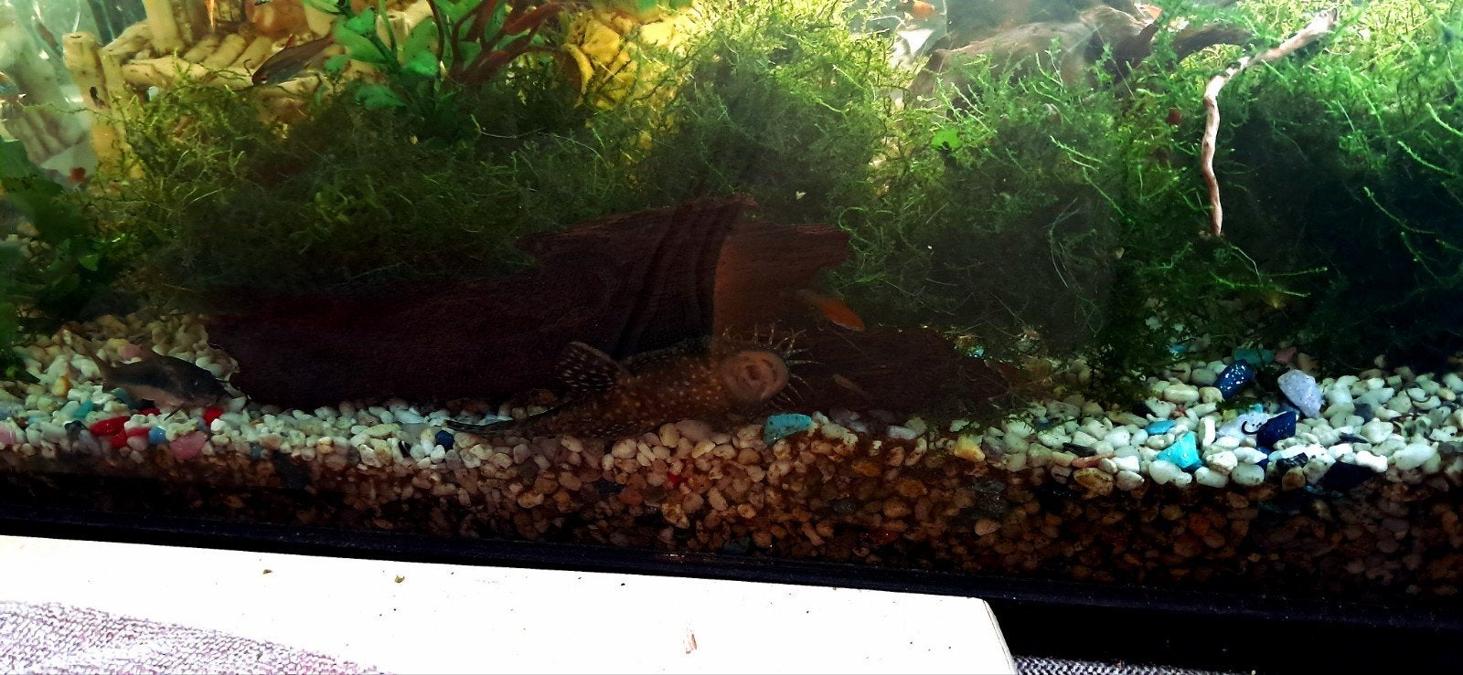 2 borstelneus algeneters, Dieren en Toebehoren, Vissen | Aquariumvissen, Vis, Zoetwatervis