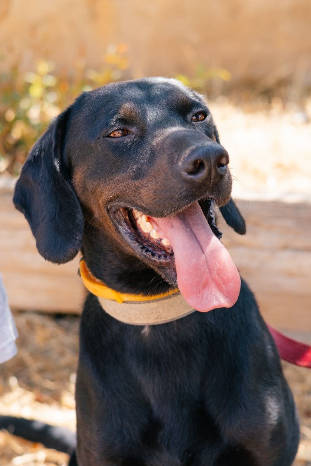 labrador cross Jackson verdient eigen plekje, Buitenland, Eén hond, CDV (hondenziekte), Reu