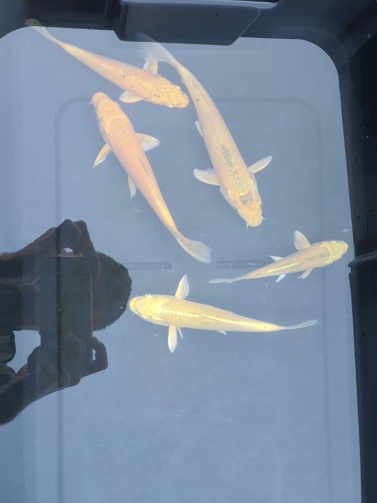 Laatste kans! (5 koi) Yamabuki Koi, Karper of Koi