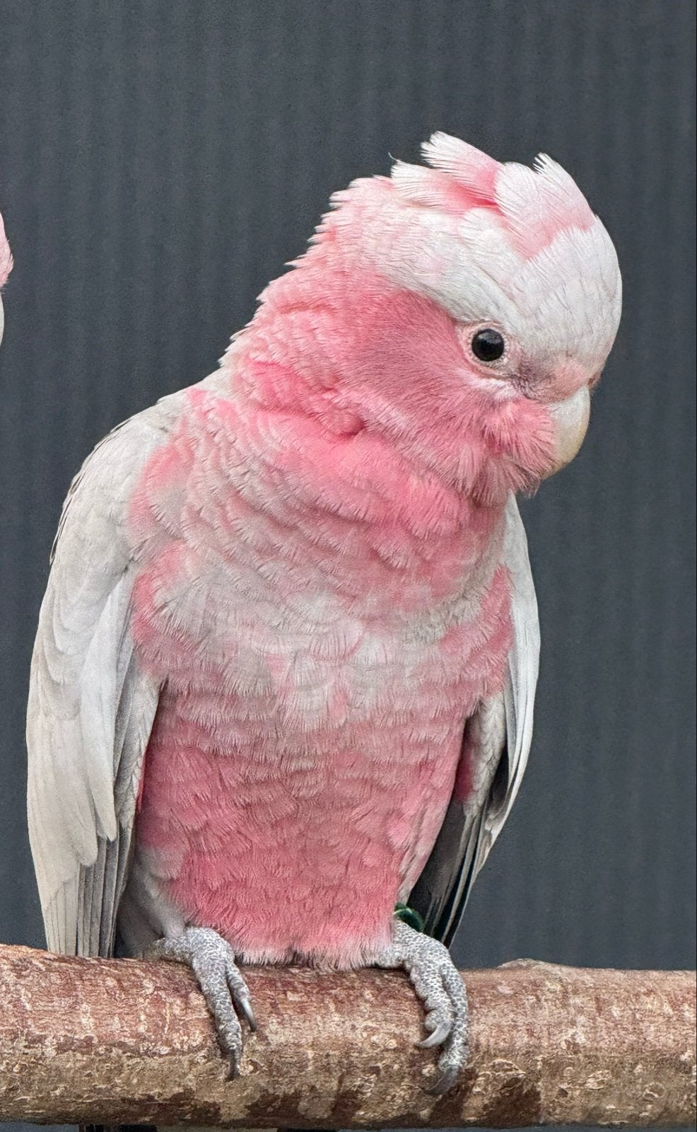 Rosé kaketoe, Geslacht onbekend, Geringd
