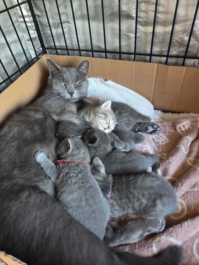 Mooie kittens, Meerdere dieren