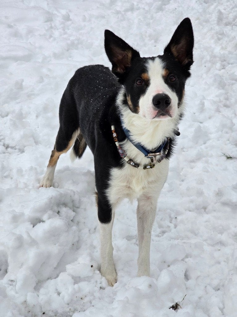 Bordercollie /Australian shepherd - Dek Reu (Niet te koop), Reu, 1 tot 2 jaar, Eén hond, CDV (hondenziekte)