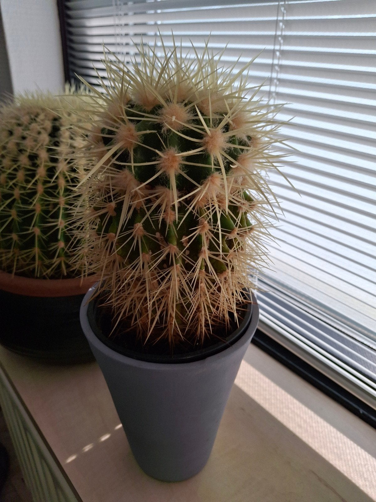 Cactus met grijze pot - 36 cm hoog, Tuin en Terras, Planten | Tuinplanten, Ophalen, Overige soorten, Volle zon