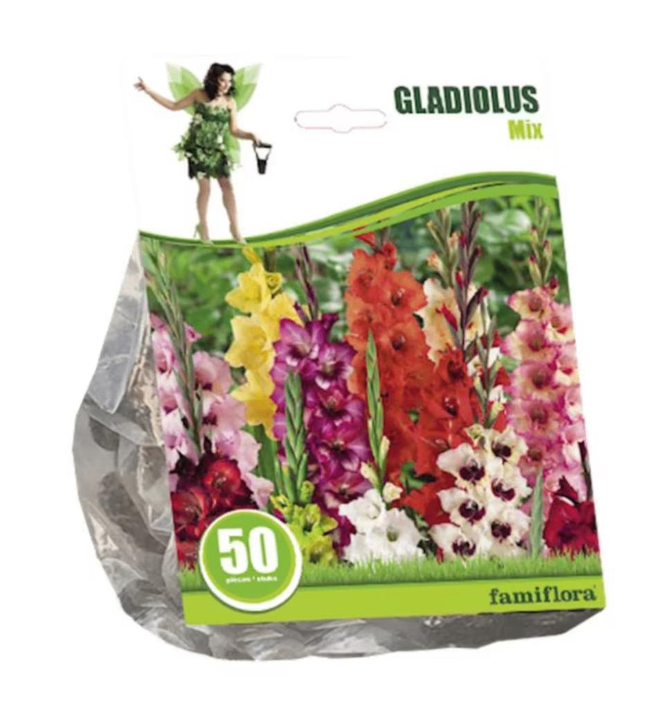 50 stuks Famiflora gladiolen 'Gladiolus' - Gemengd - Najaar