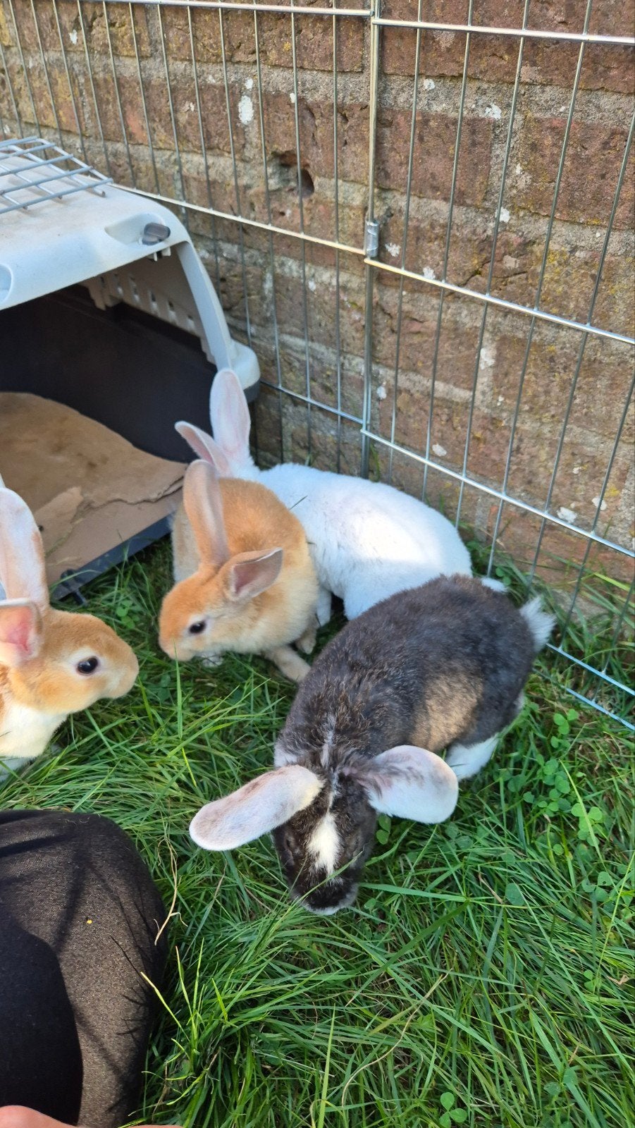 Jonge konijntjes Nieuw-Zeelander X Vlaamse reus, Dieren en Toebehoren, Meerdere dieren, Klein, Hangoor, 0 tot 2 jaar
