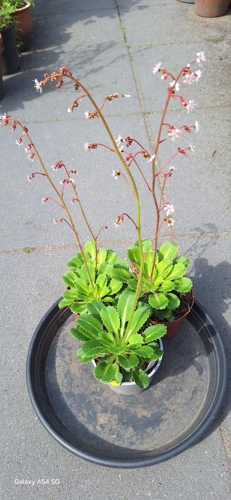 3 Saxifraga €3 p.stuk, Ophalen, Bodembedekkers, Vaste plant, Halfschaduw
