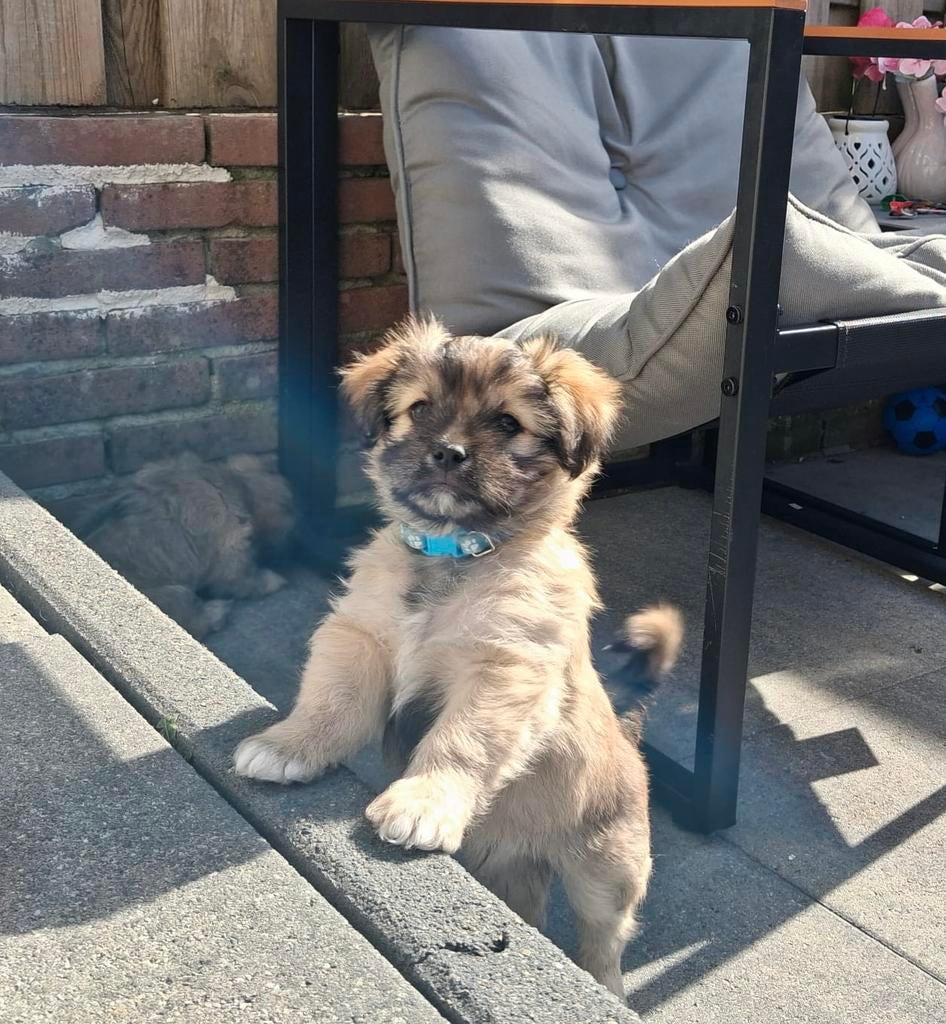 Zeer lieve boomer pups nog 1 reu, Dieren en Toebehoren, Parvo, 8 tot 15 weken, Meerdere, Meerdere dieren