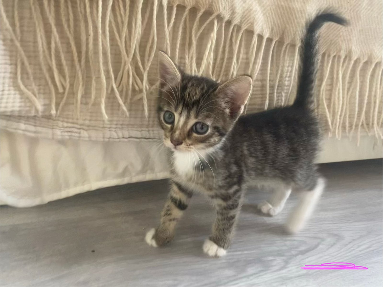 Lieve Kittens, Dieren en Toebehoren, Katten en Kittens | Raskatten | Langhaar, Poes, Ontwormd