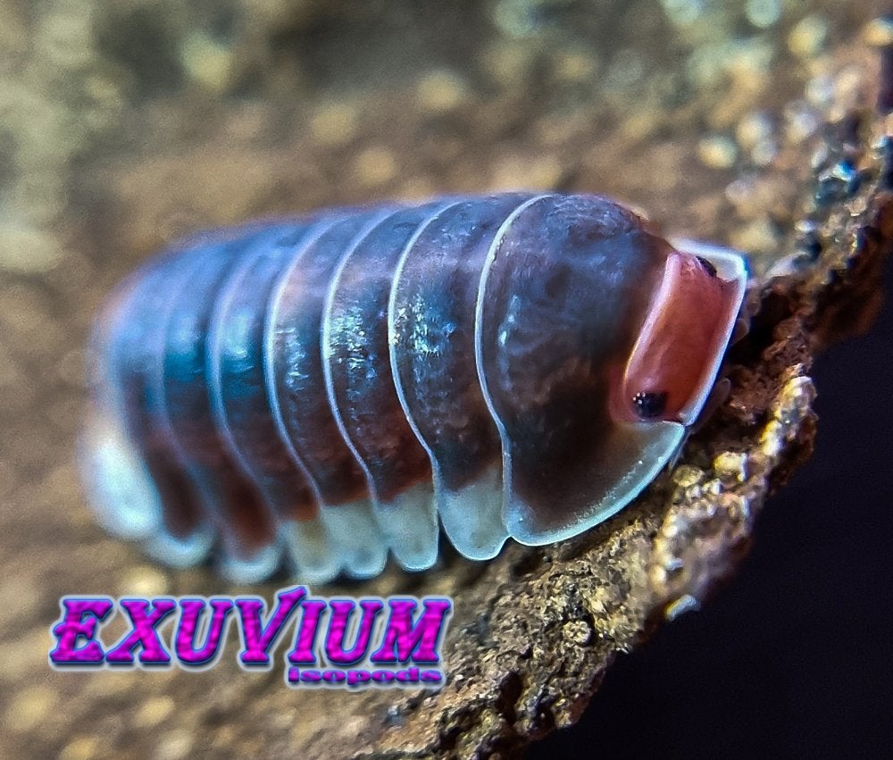 Cubaris sp. Pak Chong isopods / pissebedden, Dieren en Toebehoren, Overige soorten