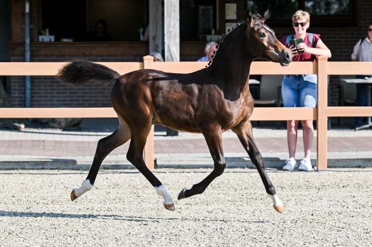 New Forest Hengstveulen en Merrieveulen, Meerdere dieren, Niet van toepassing, Met stamboom, 0 tot 2 jaar