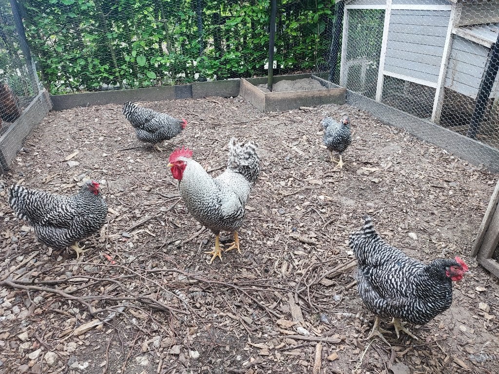 Amrock broedeieren groot ras, Geslacht onbekend, Kip