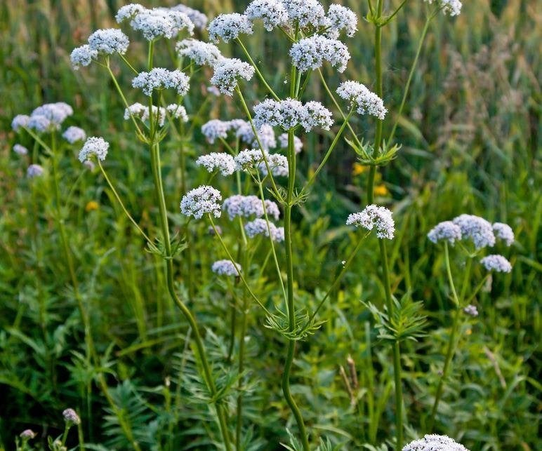 Valeriaan (valeriana officinalis) biologisch geteeld, Overige soorten, Volle zon, Vaste plant, Ophalen of Verzenden