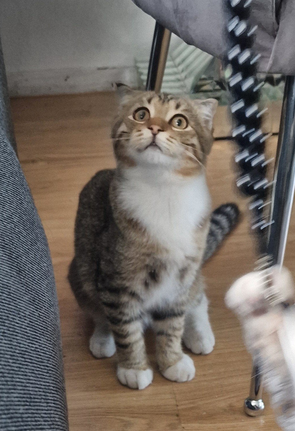 kat, Kater