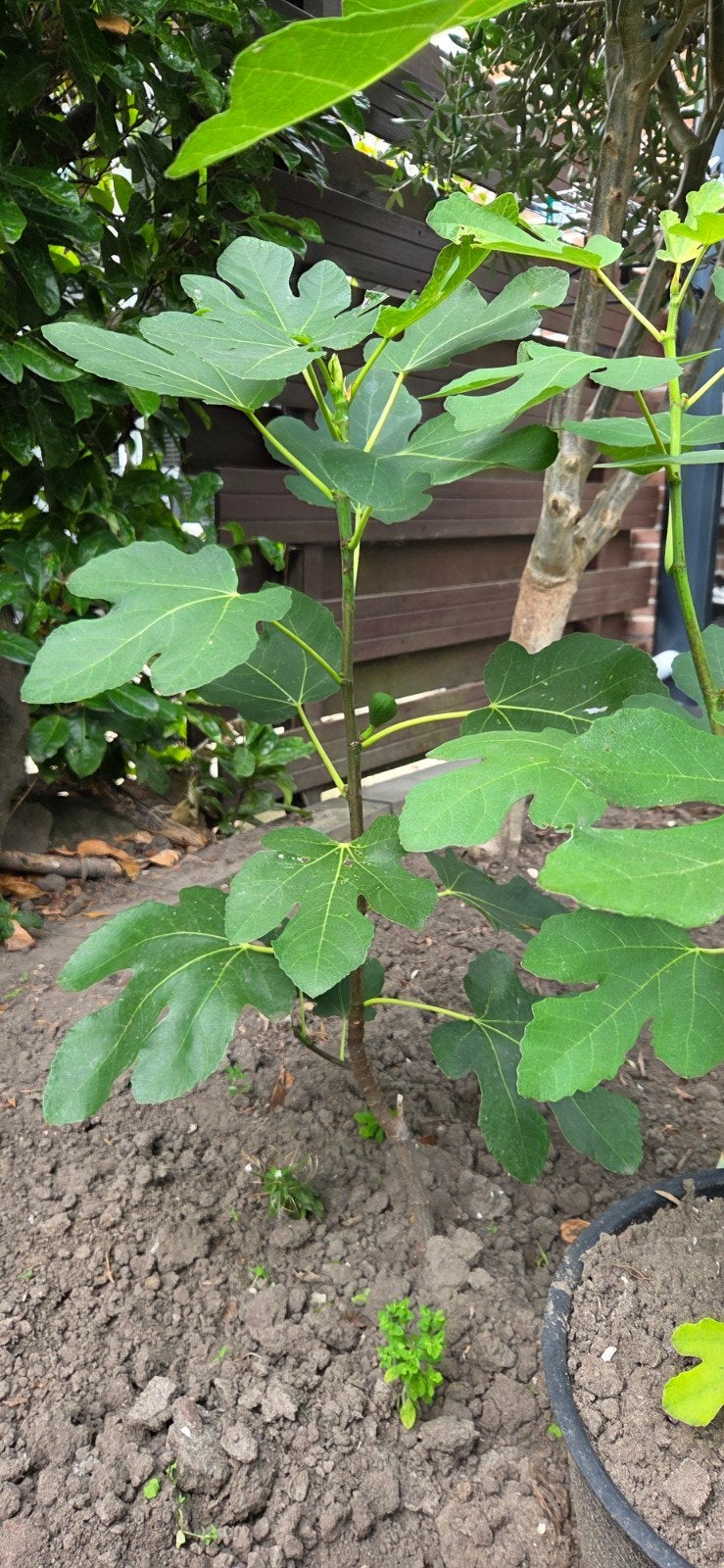 Vijgenboom stekken - Verse vijgen uit eigen tuin!, Ophalen, Volle zon, Vaste plant, Zomer