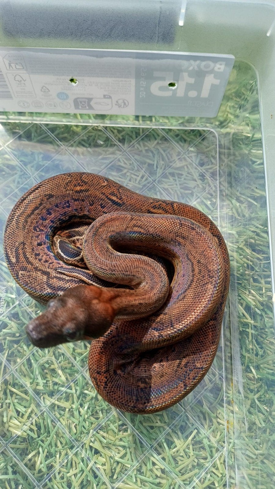 Leopard boa vrouw, Dieren en Toebehoren, Reptielen en Amfibieën, Slang, 0 tot 2 jaar
