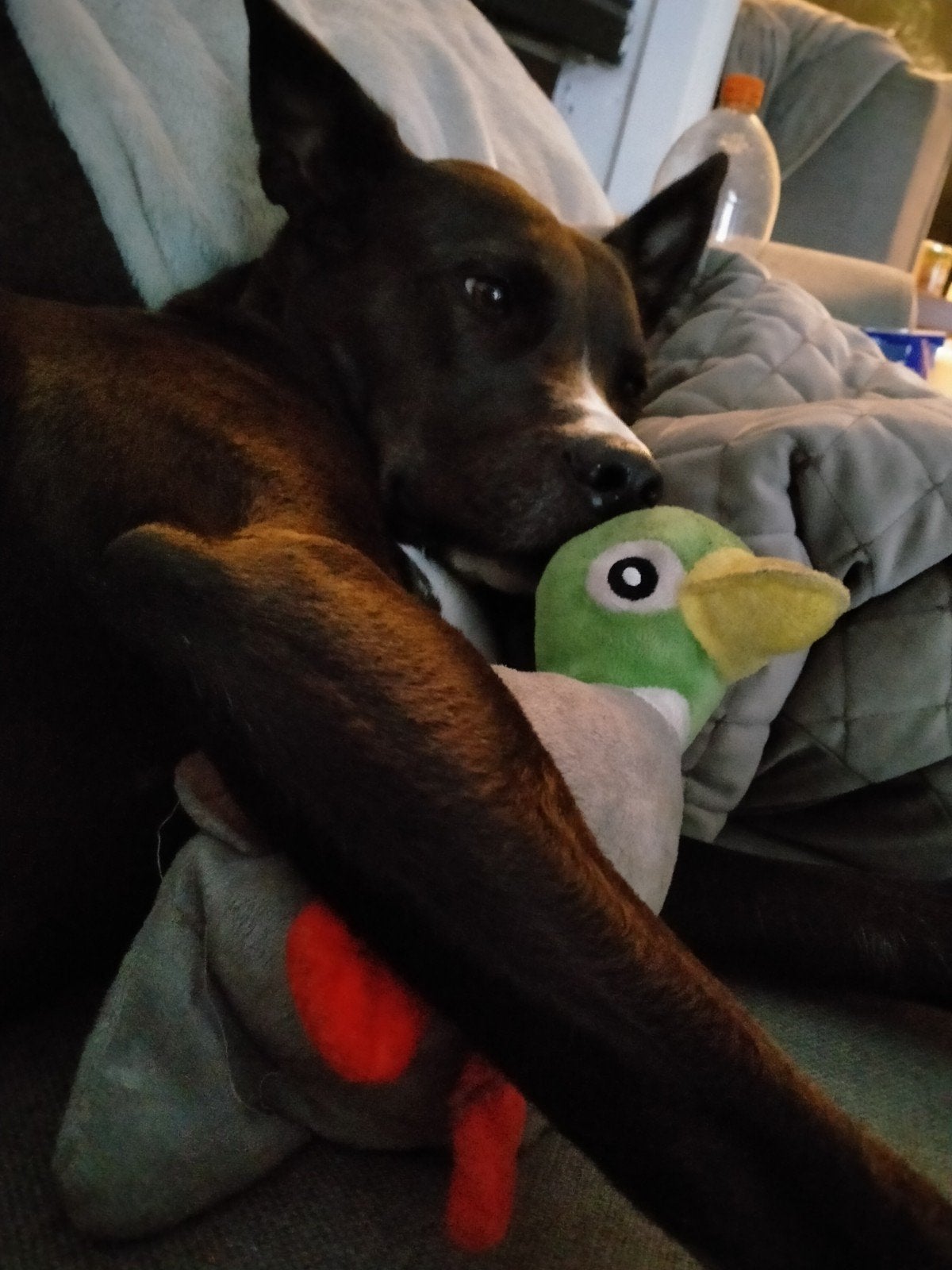 Honden oppas aangeboden met diploma