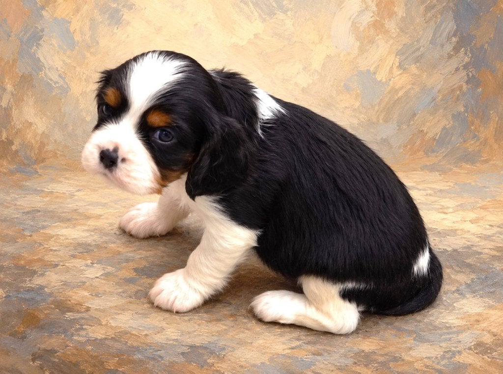 Cavalier King Charles Spaniel            (outcross)  !!!!!!, Nederland, Overige rassen, CDV (hondenziekte), 8 tot 15 weken