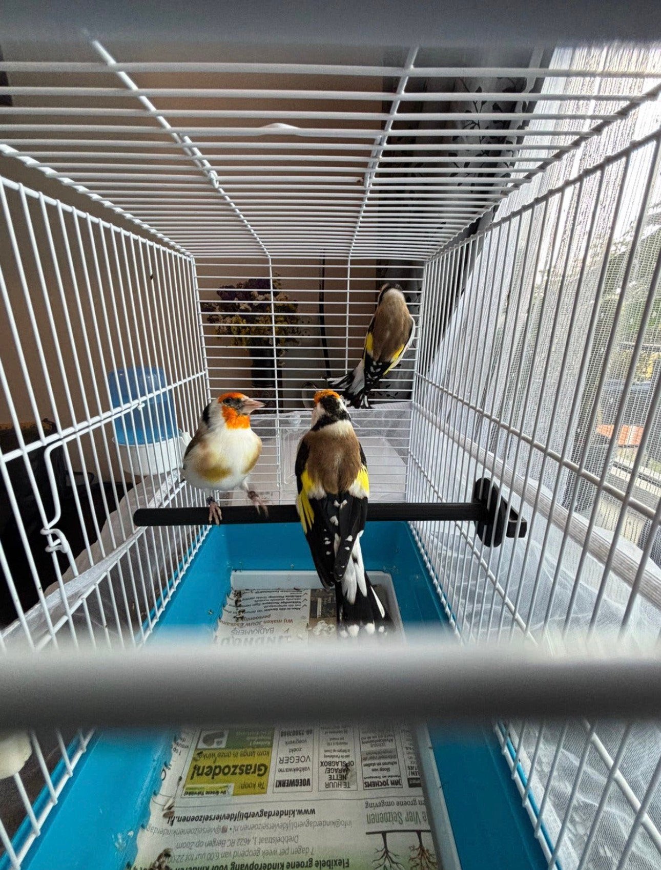 3 mannelijke putters te koop, Dieren en Toebehoren, Mannelijk, Wildzangvogel