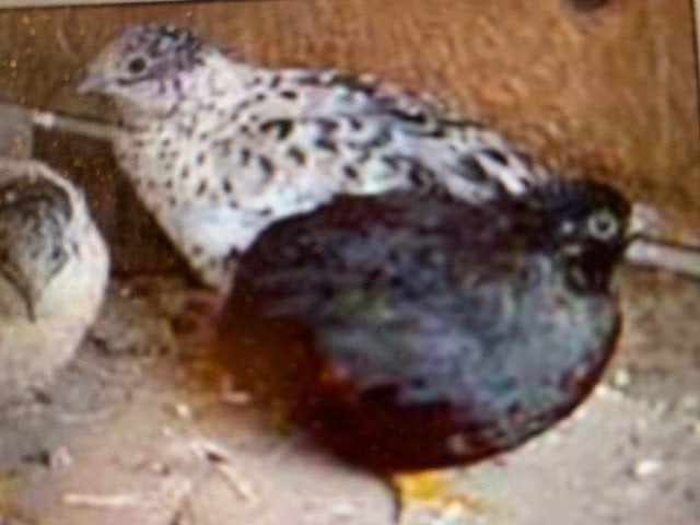 Gevraagd chinese dwerg kwartel darthfather ., Meerdere dieren, Tropenvogel