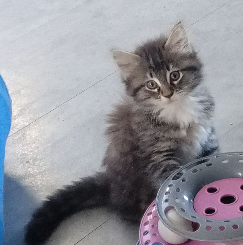 Lieve Maine Coon kittens te koop, Dieren en Toebehoren, Poes