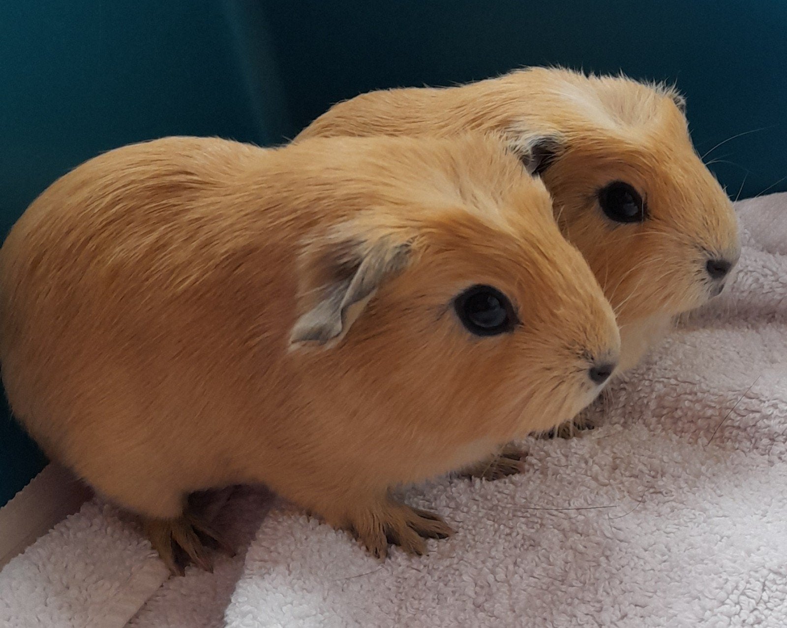 2 schattige,jonge cavia's, te reserveren,california,vervoer, Cavia, Mannelijk, Tam, September