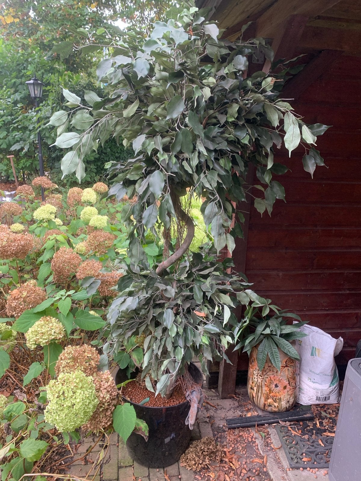 Grote kunstplant - Ficus, Ophalen, Binnen, Groen, Kunstplant