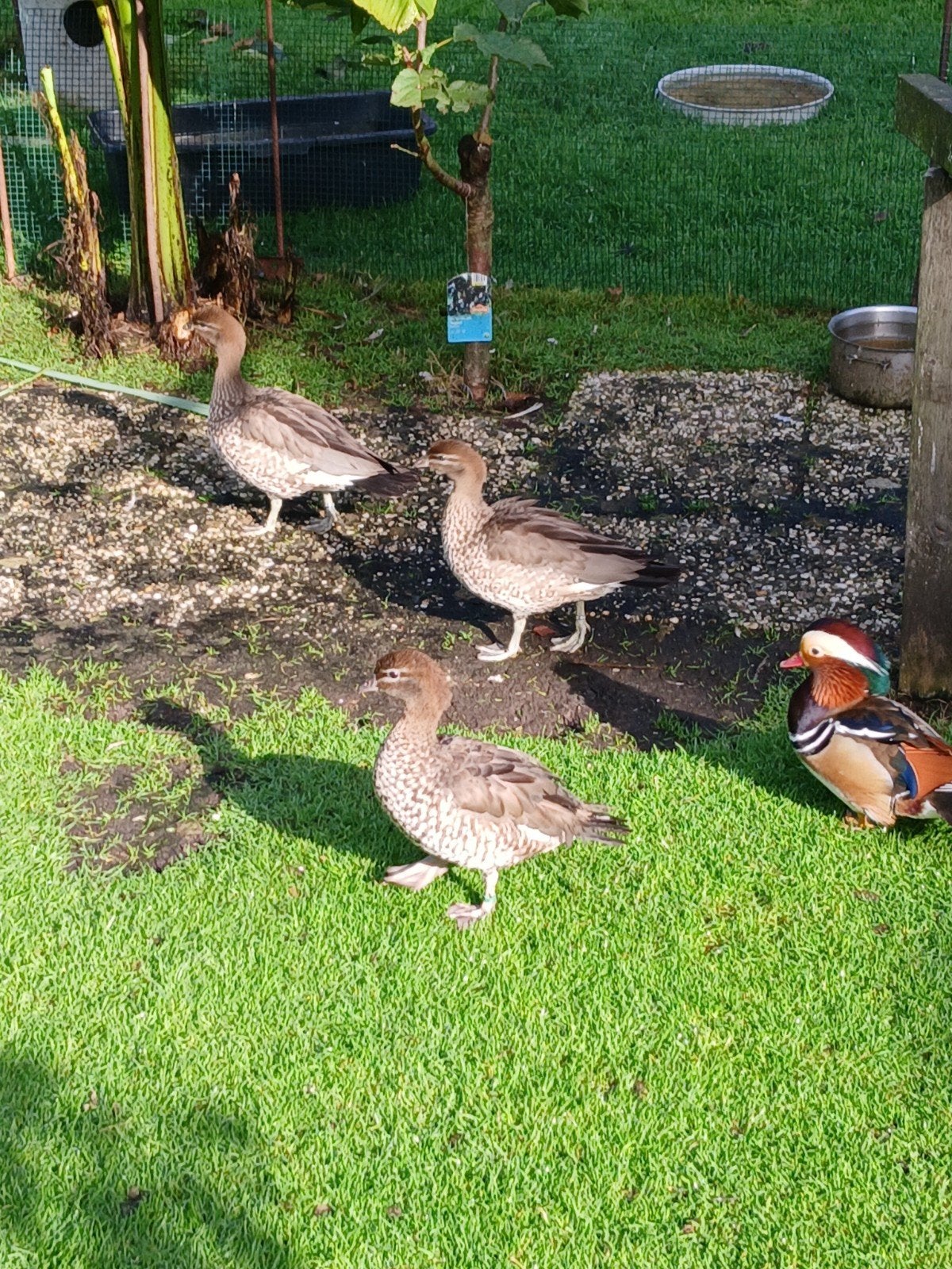 Maneganzen, Dieren en Toebehoren, Vrouwelijk, Eend