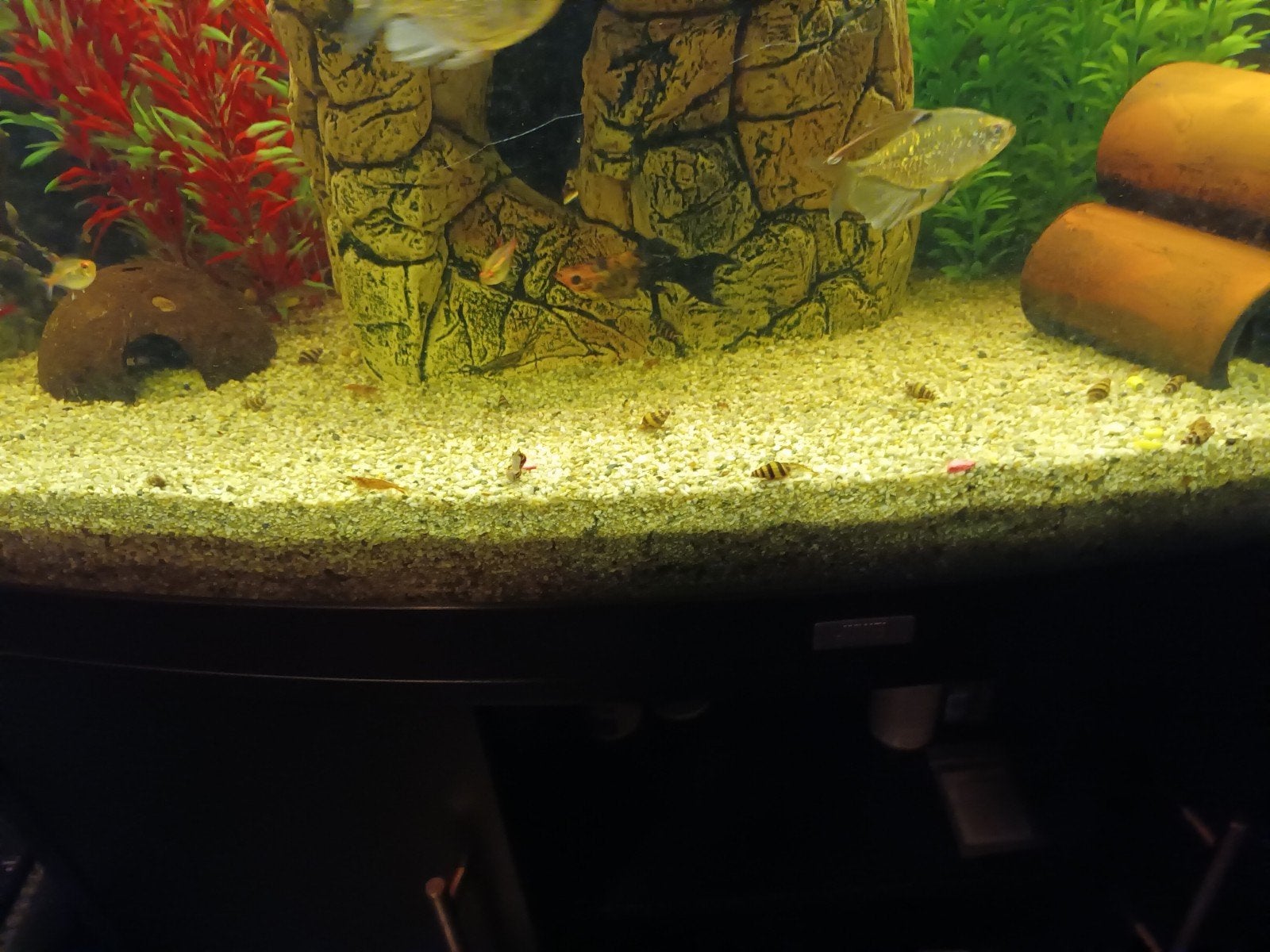Aquarium - garnalen 30 garnalen voor € 10,00 euro., Dieren en Toebehoren, Kreeft, Krab of Garnaal, Zoetwatervis
