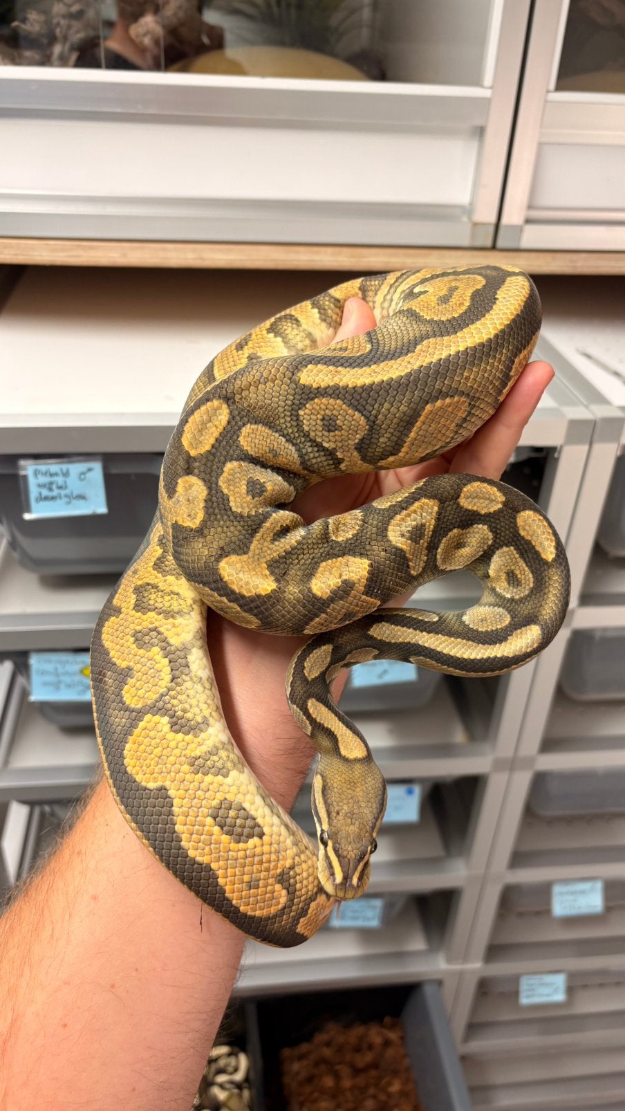 Ball python orange dream cinnamon hypo 100% het piebald Ball Python photo 2