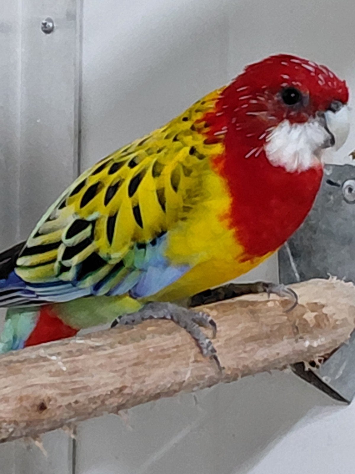 goudmantel rosella man, Meerdere dieren, Parkiet, Geringd