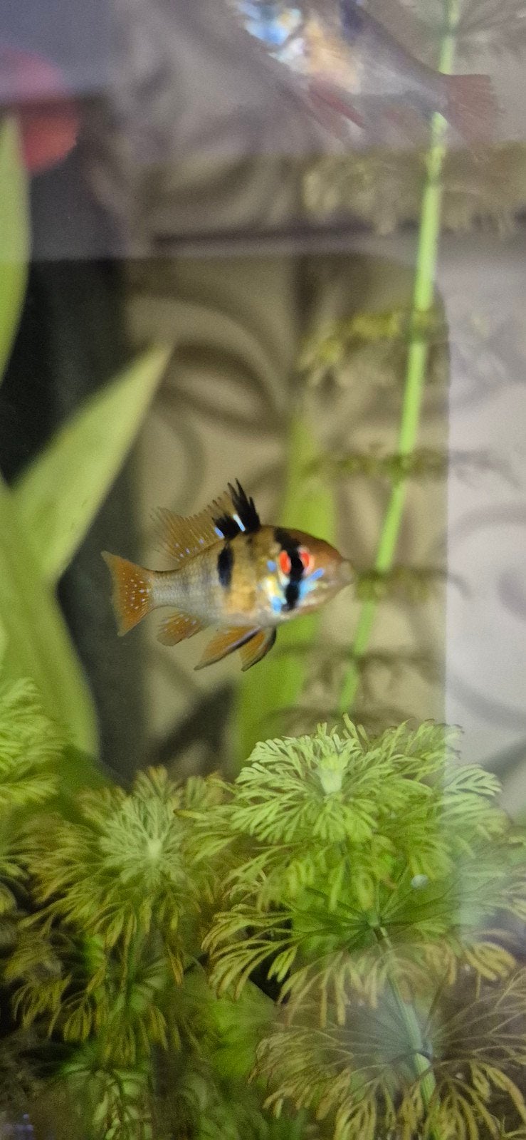 Te koop microgeophagus ramirezi (antennebaarsje), Vis, Zoetwatervis