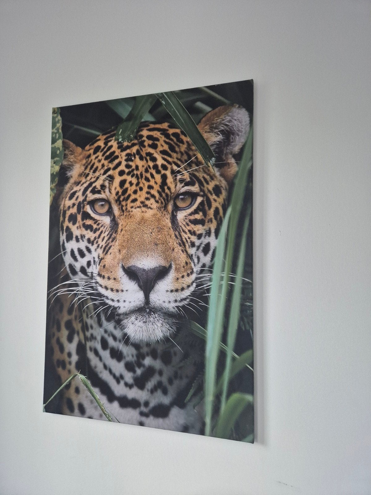 Schilderij met Jaguar - Prachtige Wanddecoratie, Ophalen, Zo goed als nieuw, Schilderij, 75 – 100