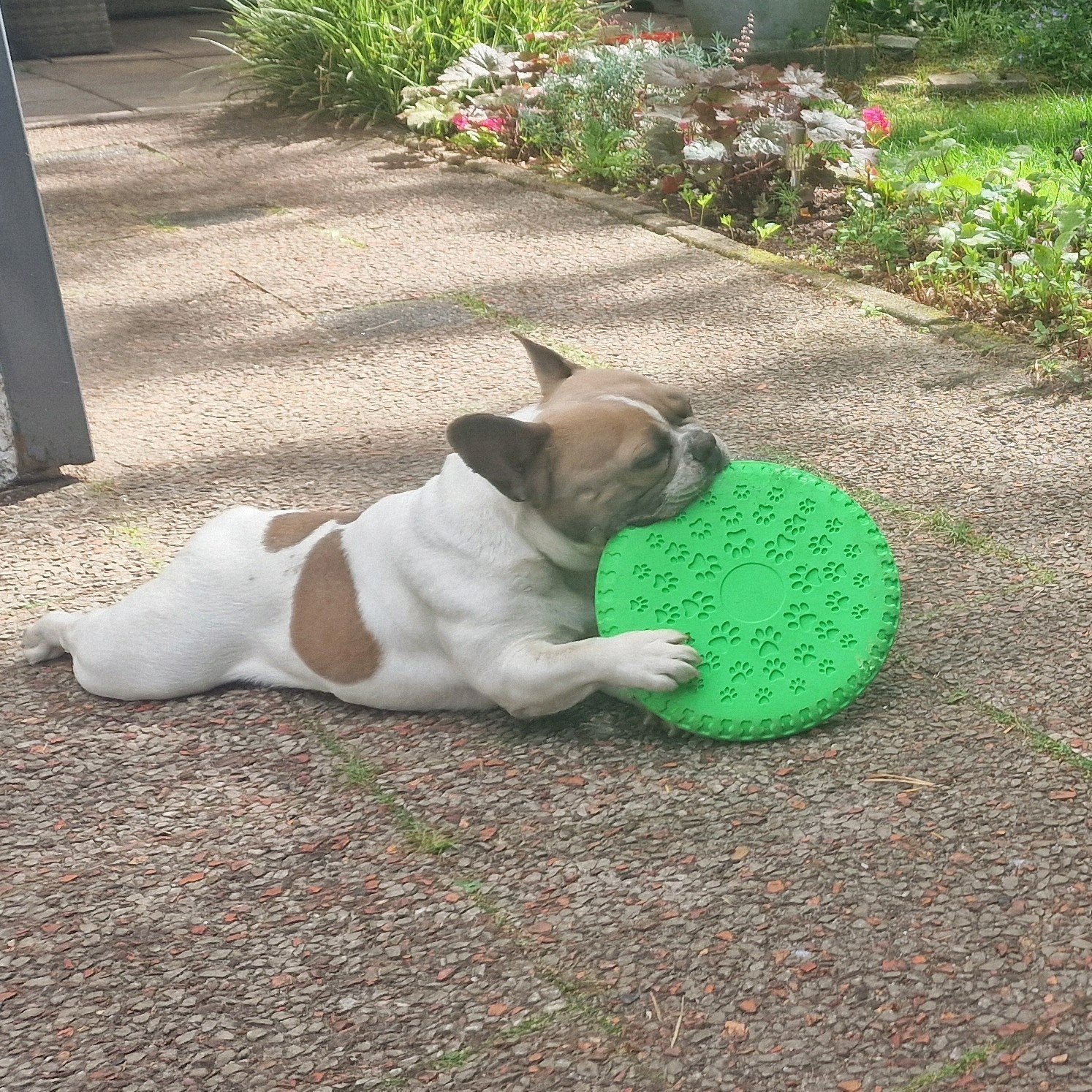 lieve FRANSE BULL-DOG teef 7jr "Met.stamboom", 6 jaar of ouder, Parvo, Teef, Bulldog