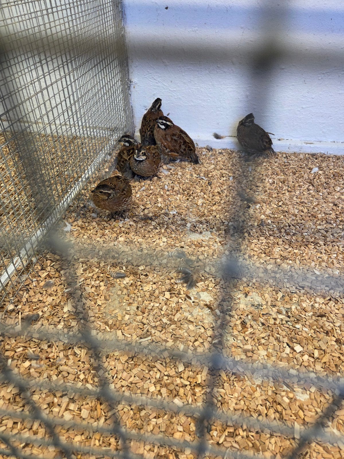 boom kwartels, Dieren en Toebehoren, Vogels | Overige Vogels, Meerdere dieren